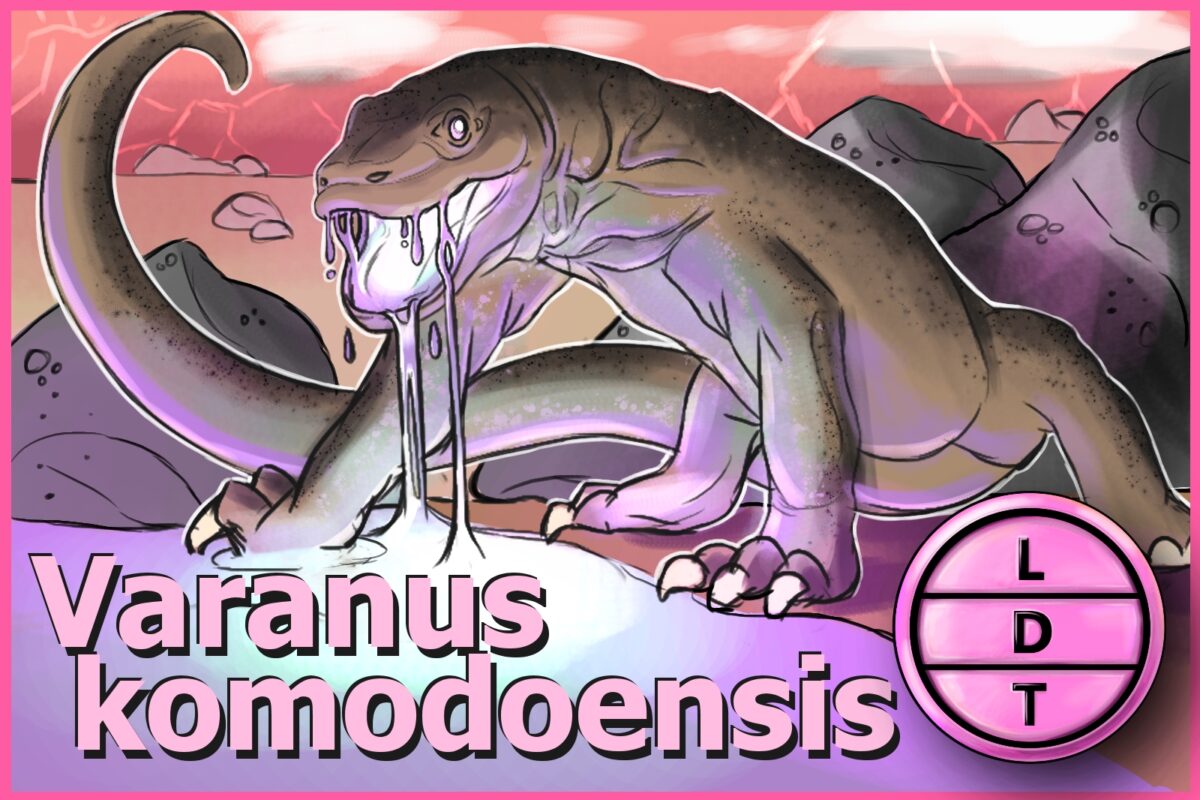 Does the Komodo Dragon have Toxic Saliva or Actual Venom?
