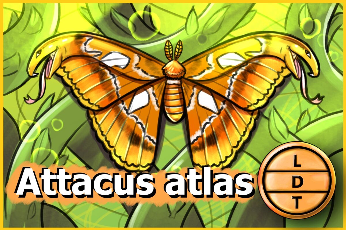 How Does the Atlas Moth Fake Out Predators Without a Fight?