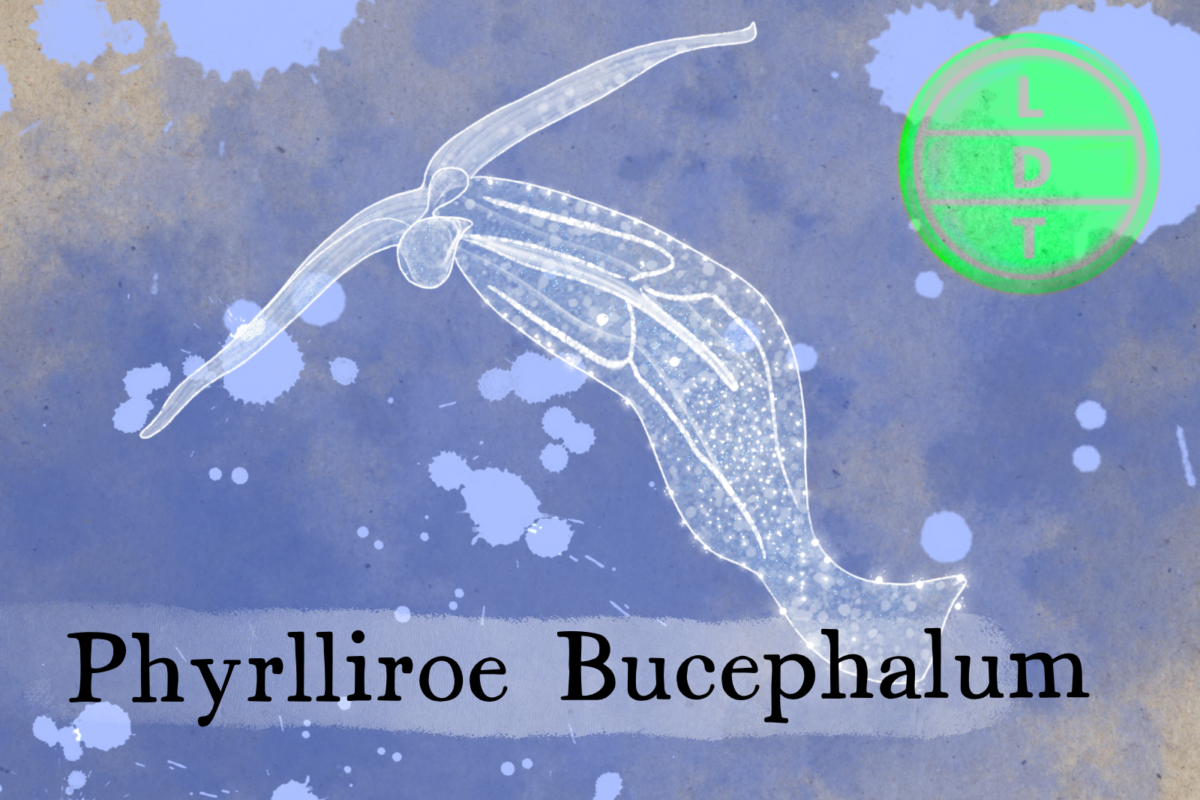 phylliroe sea slug