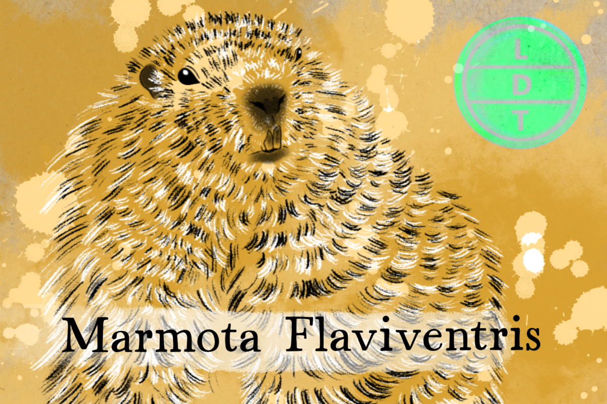 yellow bellied marmot