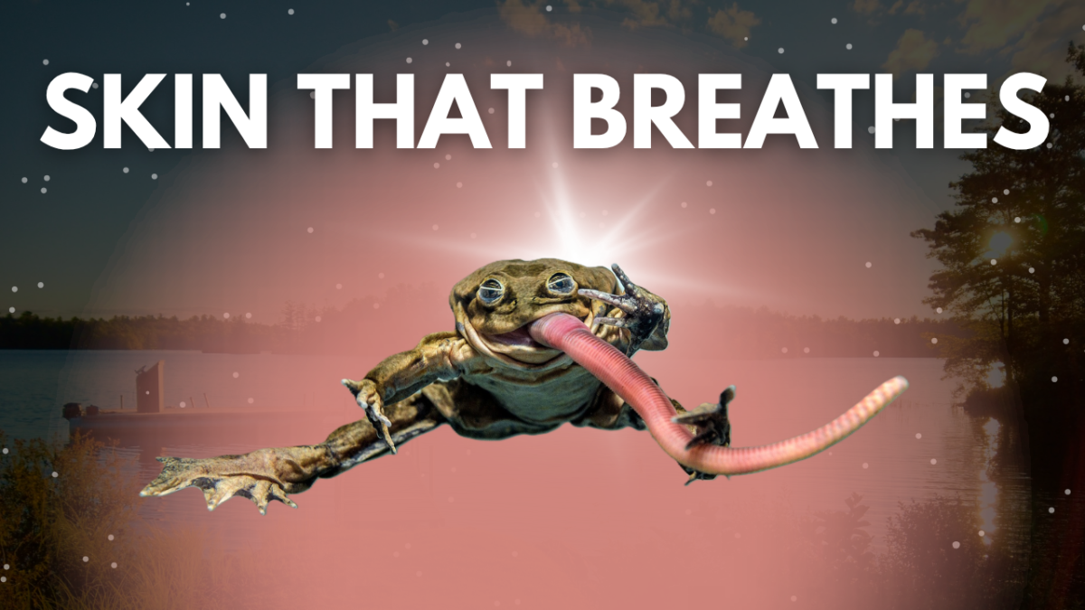 Titicaca water frog thumbnail