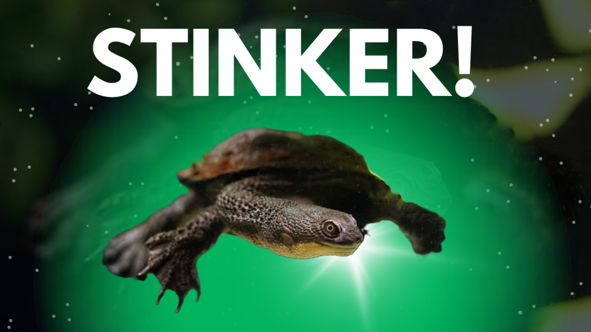 eastern long neck turtle graphic