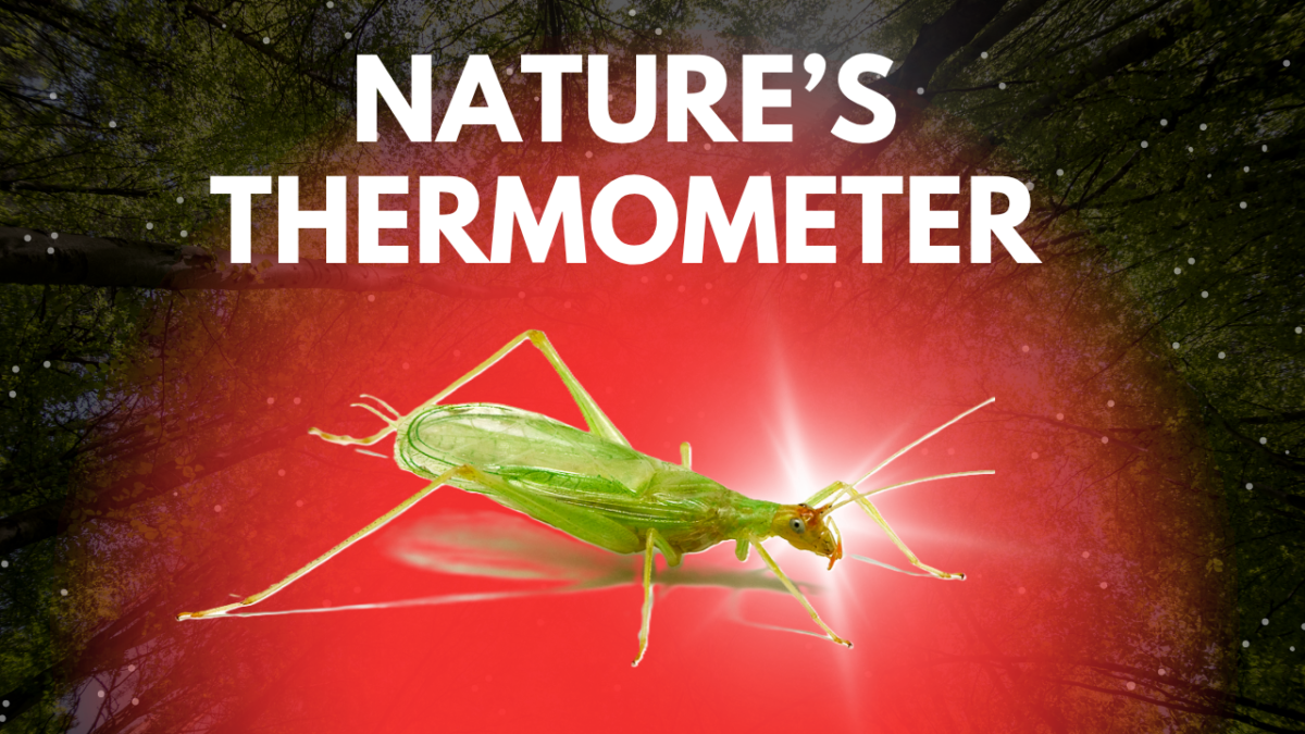 snowy tree cricket