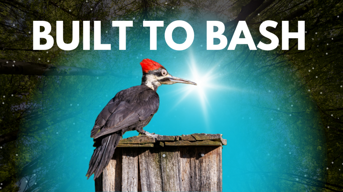 pileated woodpecker
