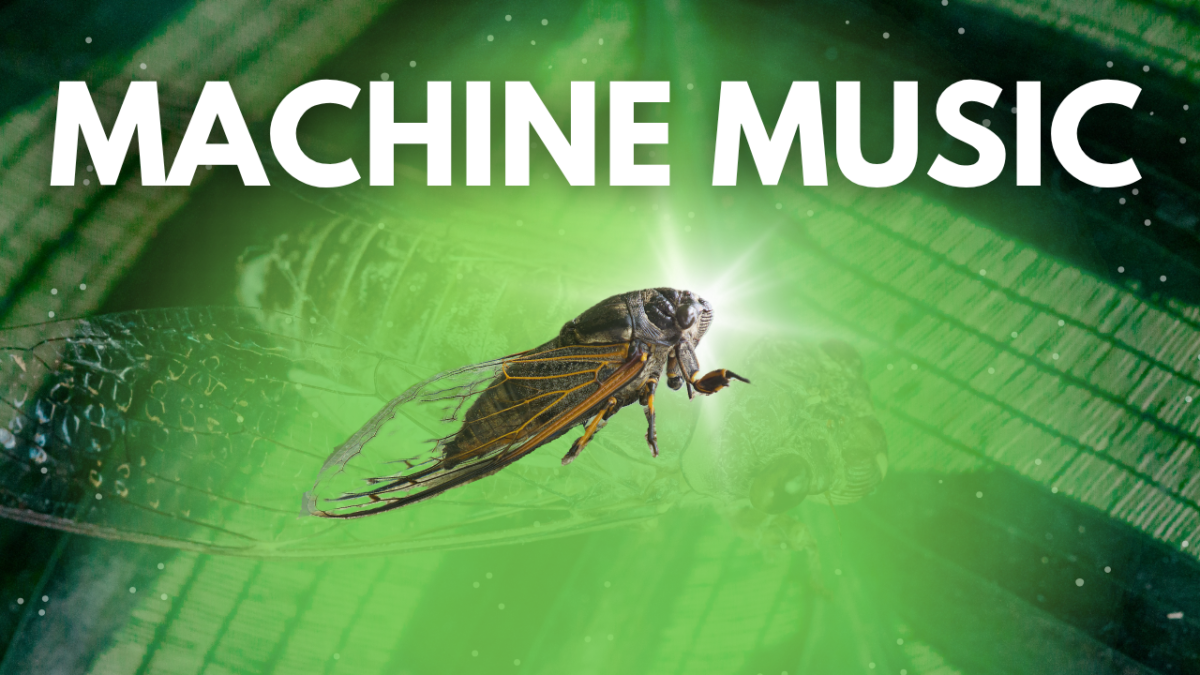 sandgrinder cicada