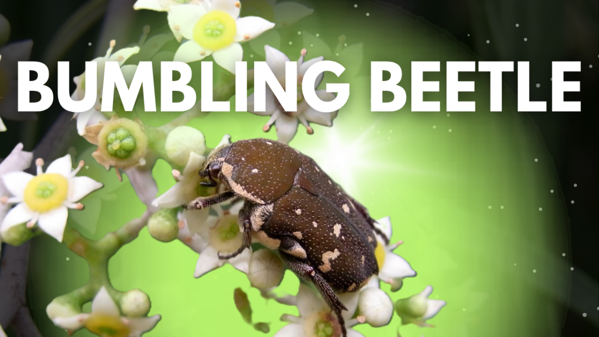 Brown Flower Beetle
