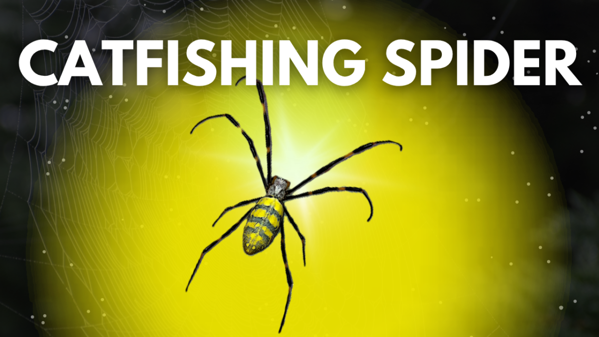 east asian orb weaver