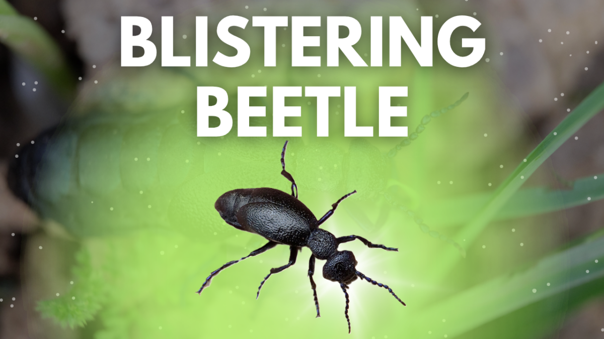 european blister beetle