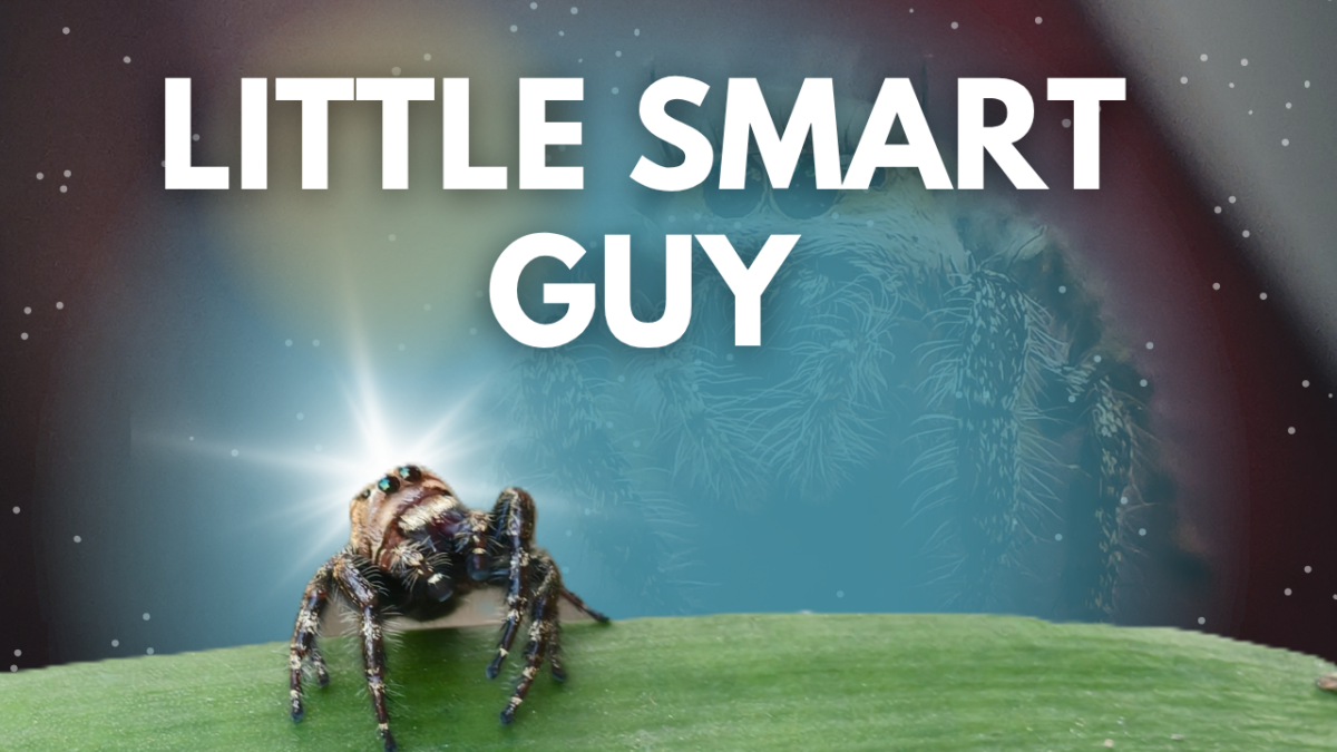 Regal Jumping Spider