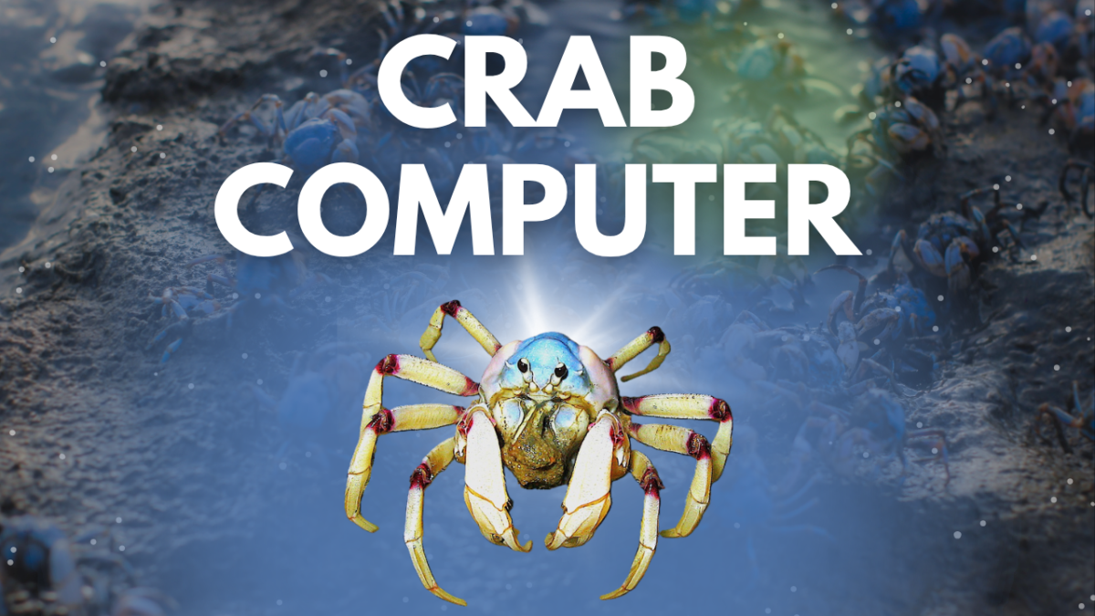 soldier crab