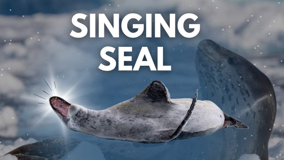 Leopard seal