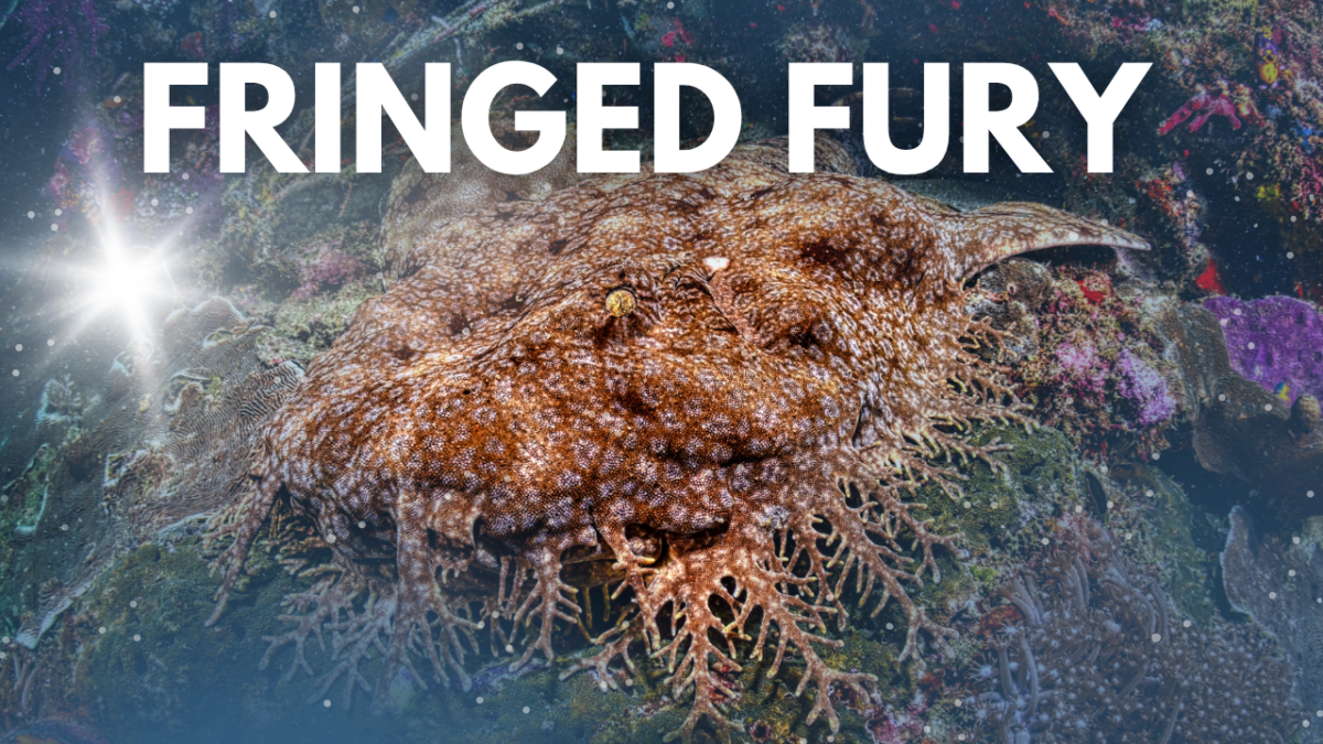 Tasselled Wobbegong
