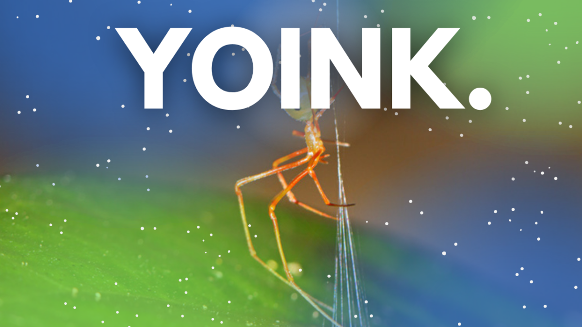 Ballista Spider