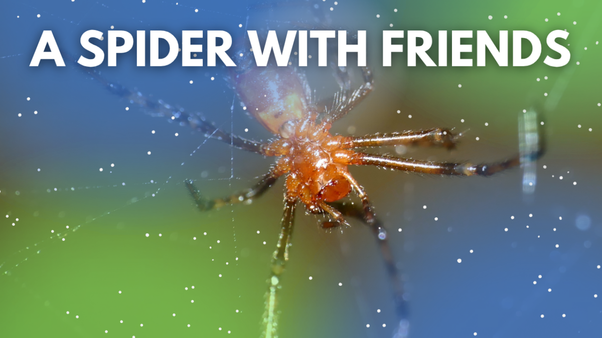 social spider